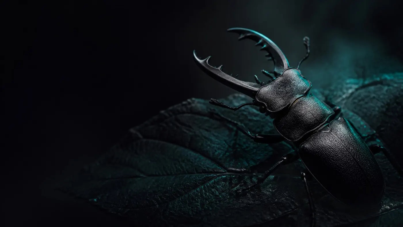 Insects collection